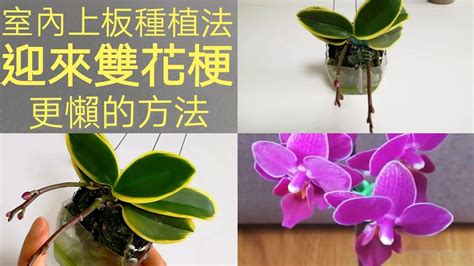 蘭花種植材料|蘭花怎麼種才漂亮？專業蘭花栽培指南全公開！ 